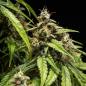 Preview: Samen 3x Orion F1 Automatik Royalqueenseeds